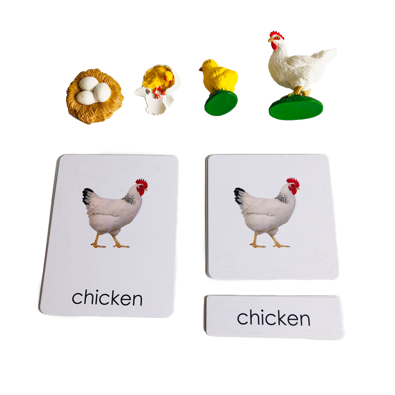 Kids Education Card - Yaşam Döngüsü Hayvanlar Kartlar ve Modelleri