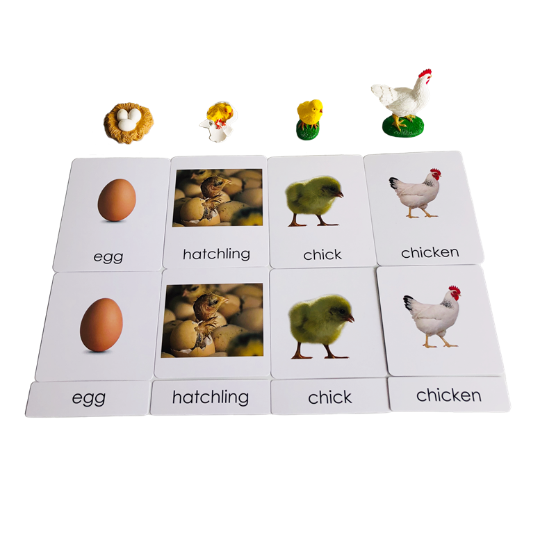 Yaşam Döngüsü Hayvanlar Kartla - Kids Education Card incelemesi ve fiyatı